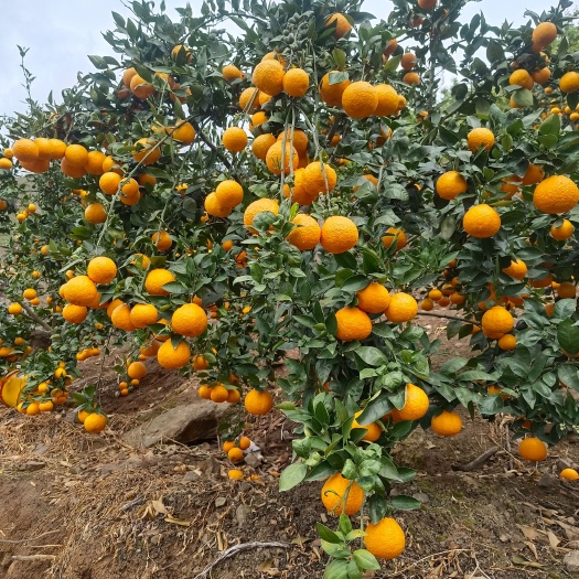 黄果柑