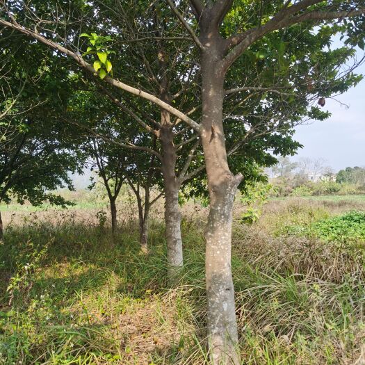 阳西县胭脂树(贵木、桂木)