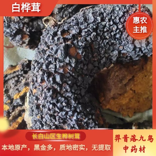 柳河县白桦茸  长白山区桦树茸