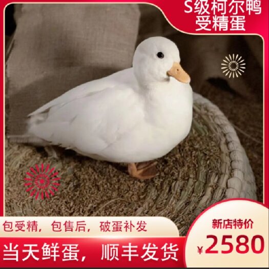 阳谷县白鸭 柯尔鸭，网红宠物鸭，王思聪同款宠物柯尔鸭，荷兰科尔