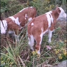 遵义西门塔尔牛 又一对西门塔尔小牛犊出售，感兴趣的老板私聊我！