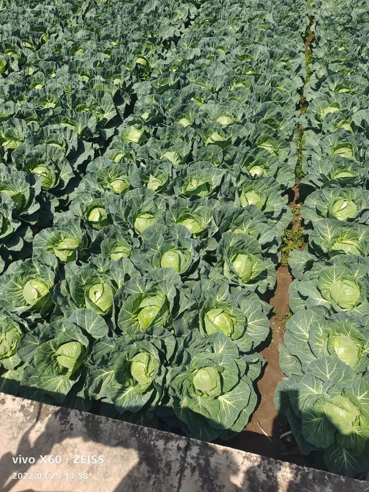 圆包菜  包菜（甘蓝）千亩基地直供，现摘现发