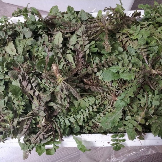 栖霞市 山东现挖新鲜荠菜