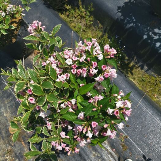 泰州锦带花 花叶锦带 斑叶锦带