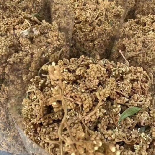 和平县枇杷花茶 大量供应枇杷花 精选新花 梗花相连