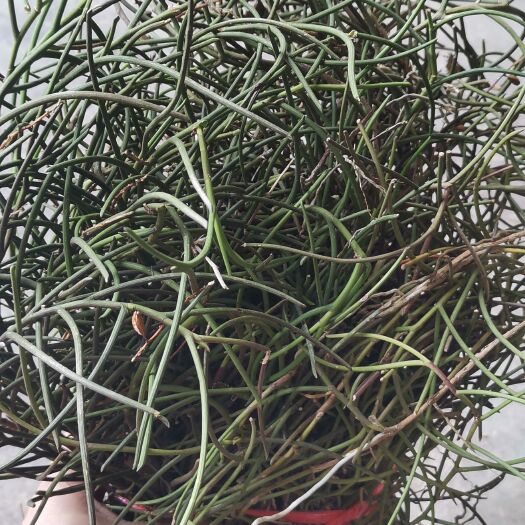 天峨县中药材山药 无叶草，5斤起批8块一斤