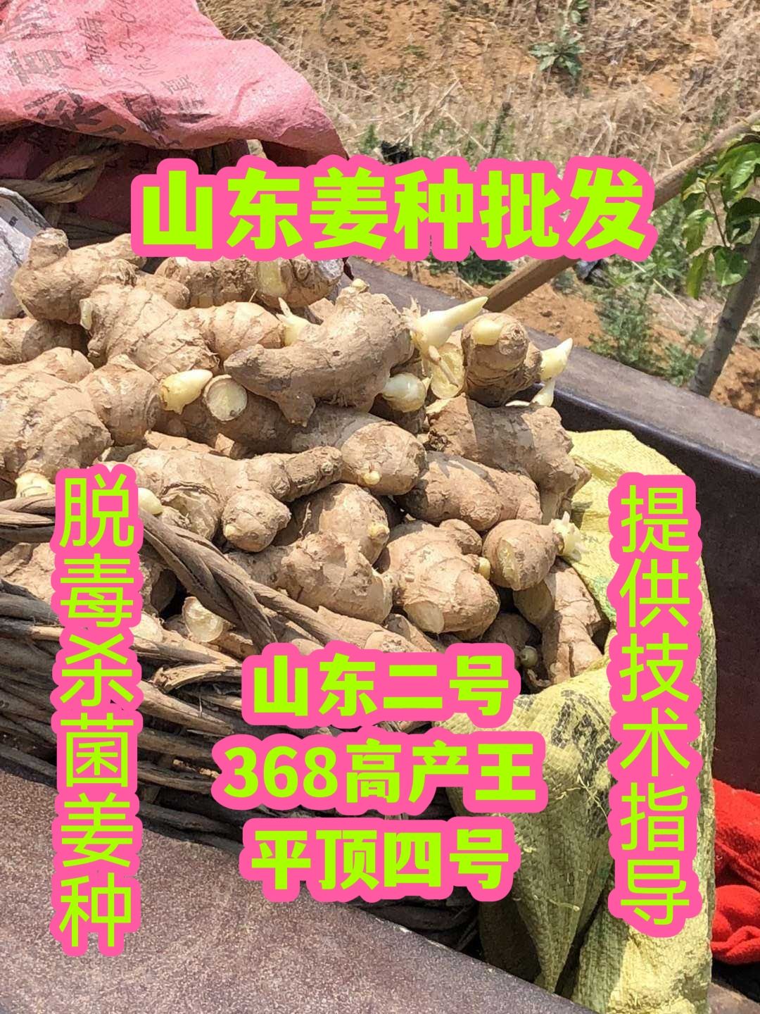 山东优质姜种（大黄姜小黄姜）产地批发 368王 山东二号