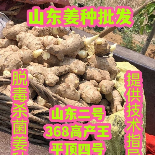 济南山东优质姜种（大黄姜小黄姜）产地批发 368王 山东二号