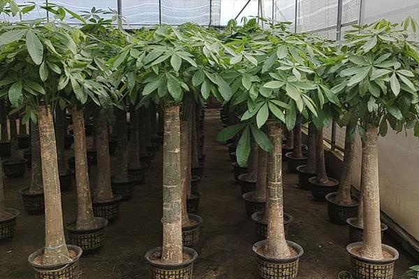 青岛 单干杆发财树  植物租赁 开业绿植 办公室绿植  开业