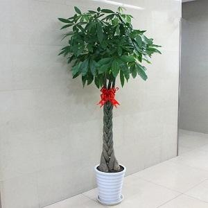 青岛辫子发财树  植物租赁 开业绿植 办公室绿植  开业花篮