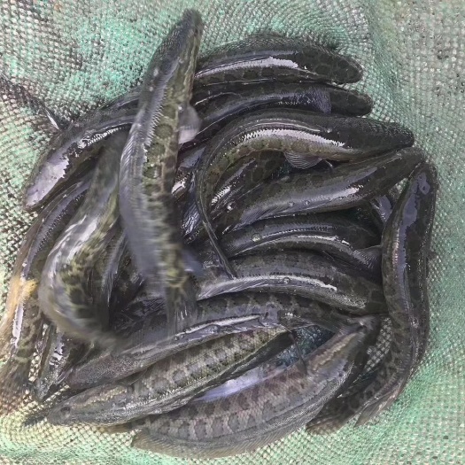 宣汉县七星鱼苗 乌鱼苗批发出售 精品鱼苗鱼场直销 渝云贵川湖陕等送货到付款