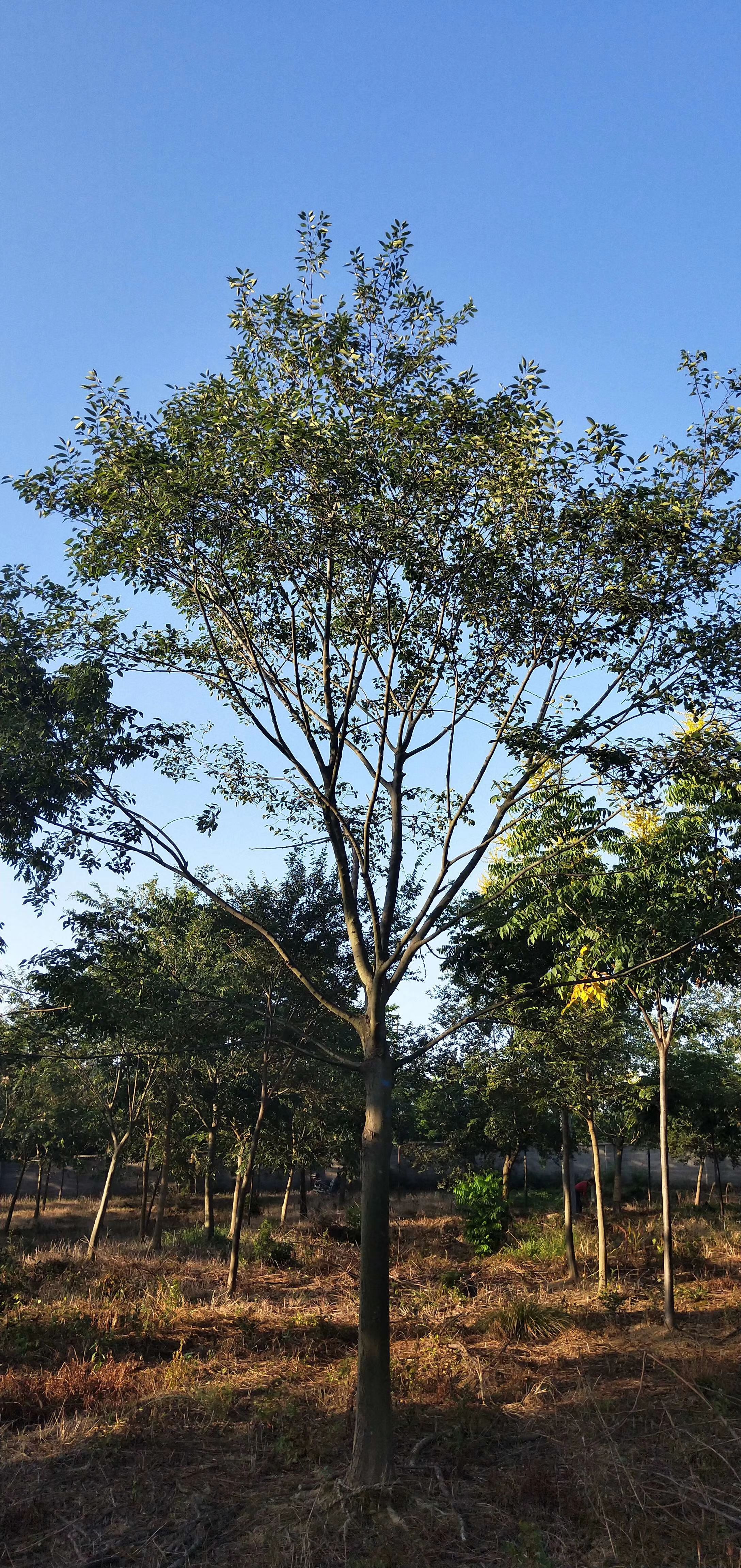 南京丛生朴树 原生朴树-14公分15公分16公分价格低廉苗圃货源