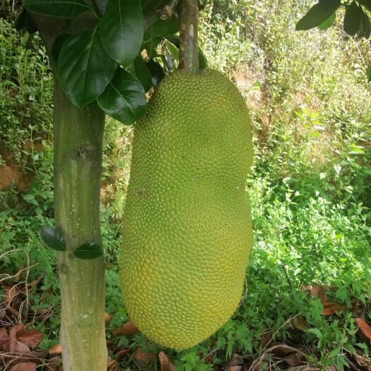 白沙县榴莲蜜树苗 长孟尖榴莲蜜苗