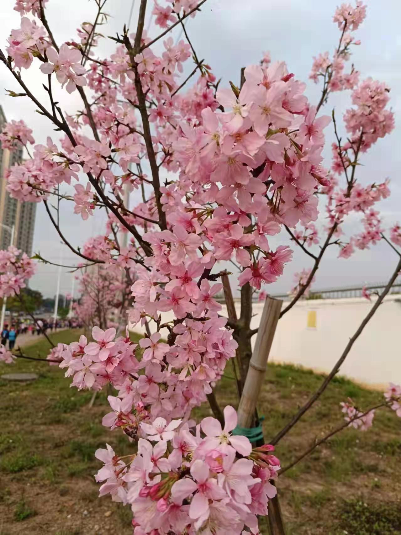 廣州廣明綠化種苗生產(chǎn)基地