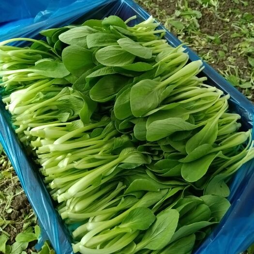 上海鸡毛菜 上海市上海市金山区 8 ~10cm 