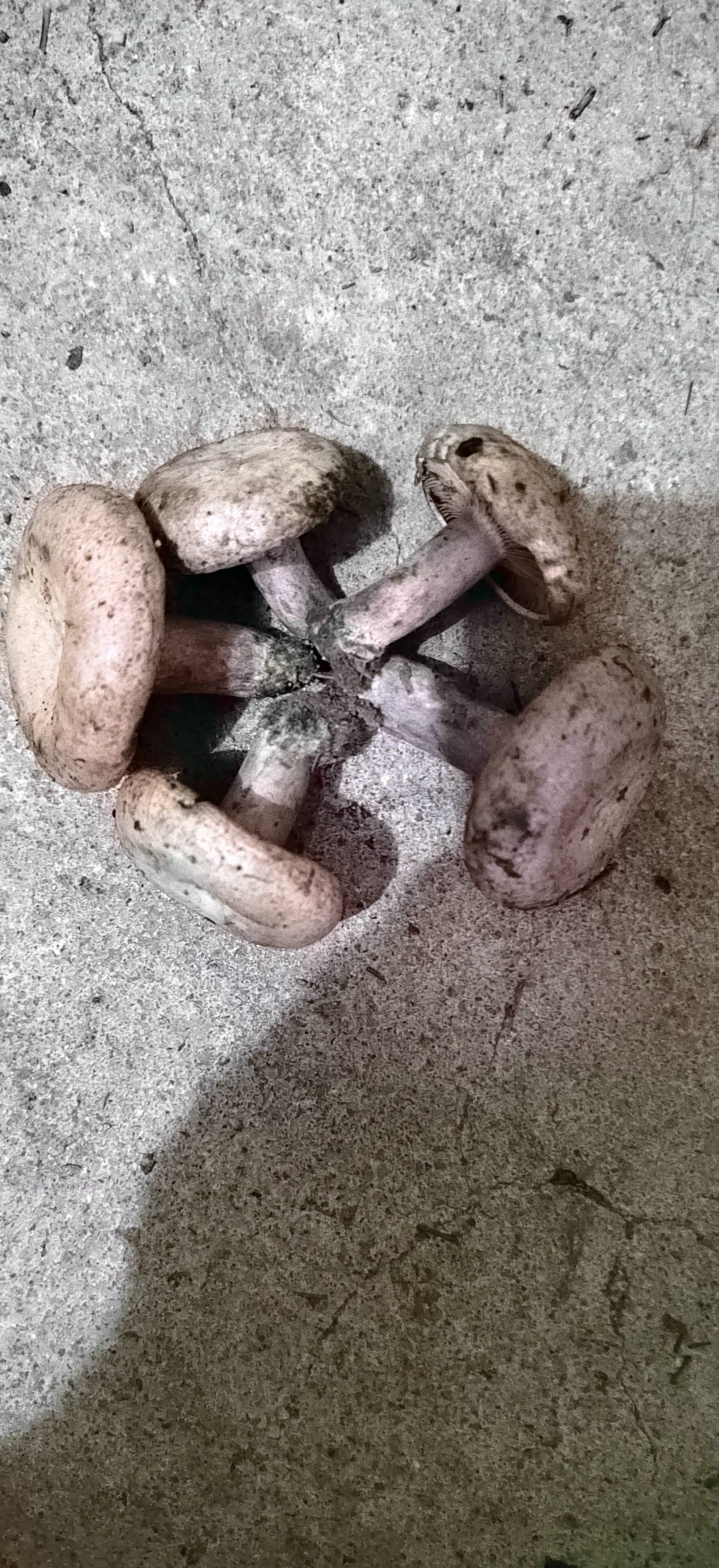 松乳菇 樅樹菌，寒菌  烏菌季節(jié)果蔬大自然綠色食材新鮮供應(yīng)