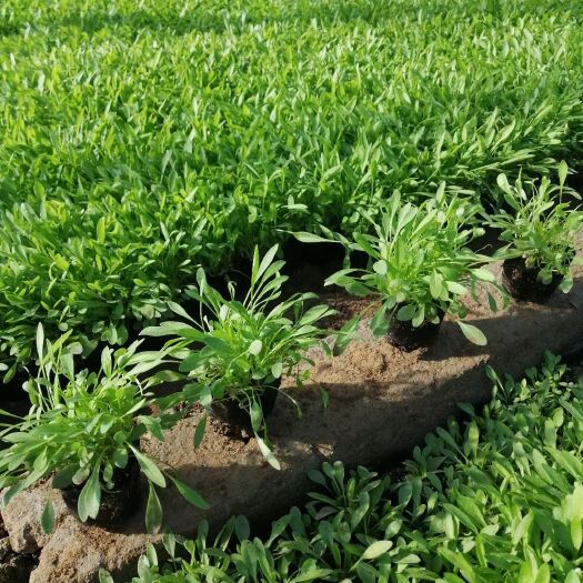  金鸡菊苗 大花金鸡菊 道路绿化  黄色小菊花