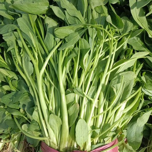 邯郸红菠菜 小叶菠菜