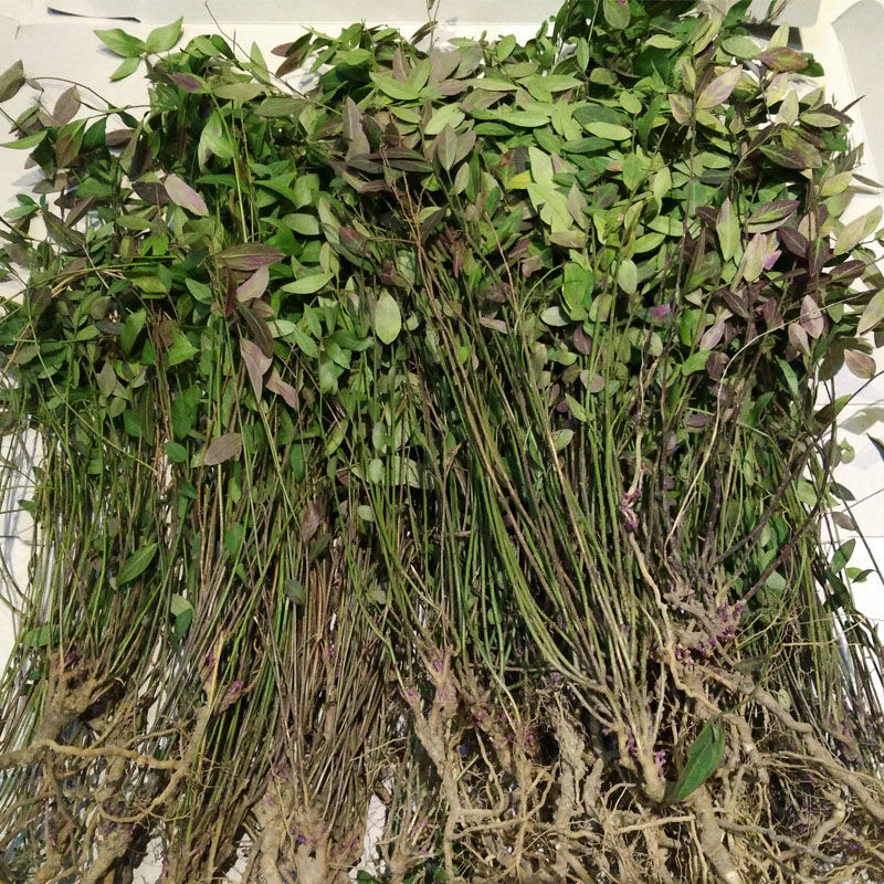 河南伏牛山小叶勒马回,瓜子金,伏牛山仅有的特产干货