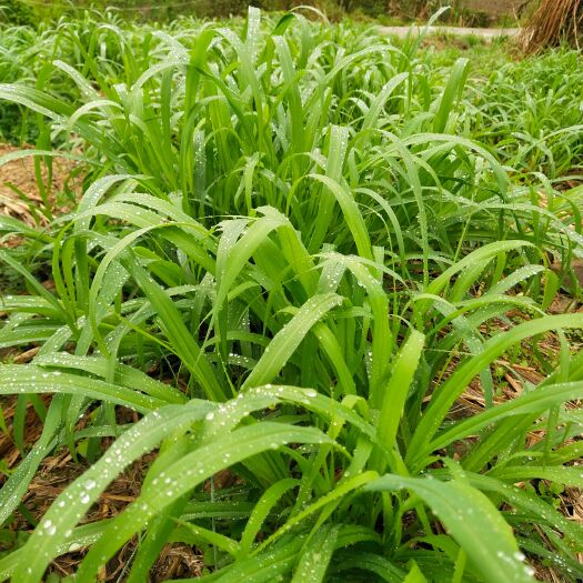 紫云县甜象草苗 红象草种，甜象草种