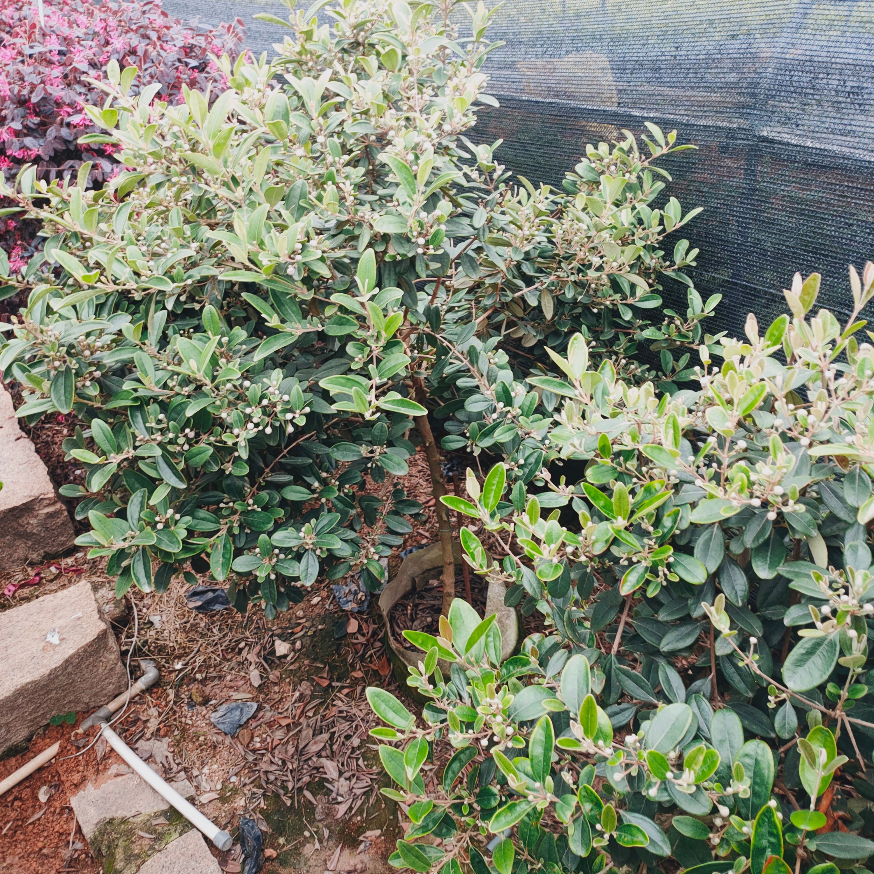  桃金娘树 福建桃金娘苗 自家培育桃金娘 多尼