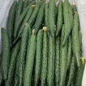 夏邑县刺黄瓜 夏邑黄瓜大量上市