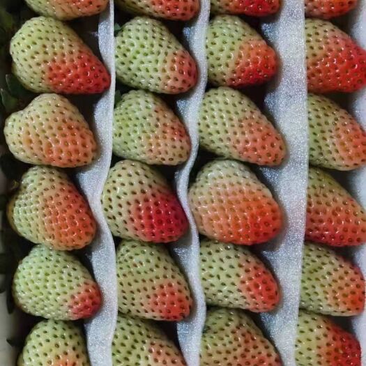 会泽县蒙特瑞草莓 商品果供应 
空运陆运快递全国发货