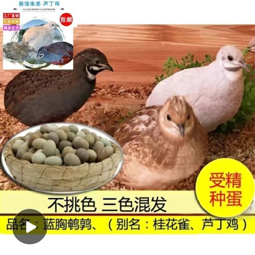 浠水县芦丁鸡高质量受精蛋芦丁鸡种蛋芦丁鸡受精蛋蓝胸鹌鹑种蛋蓝胸鹌