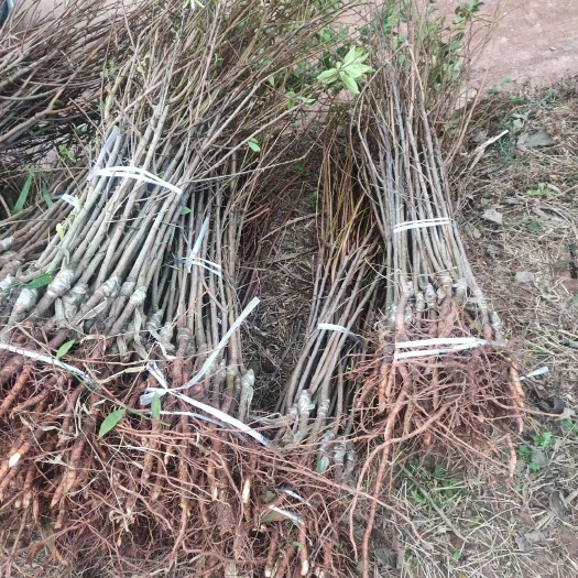 重庆市蜂糖李苗 蜂糖李子苗 量大从优