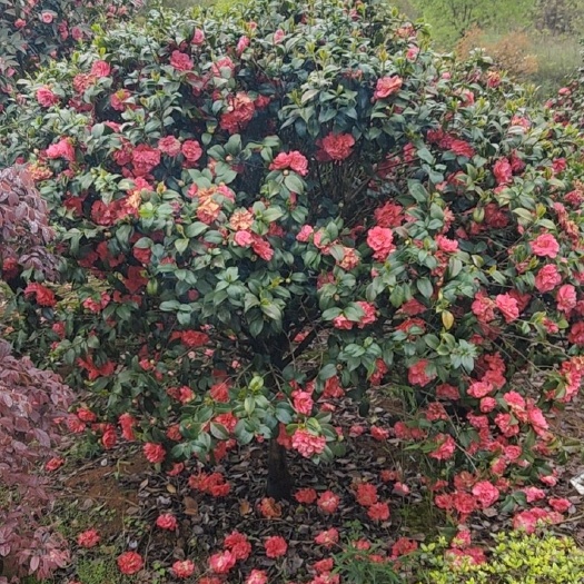 郴州茶花树 茶花