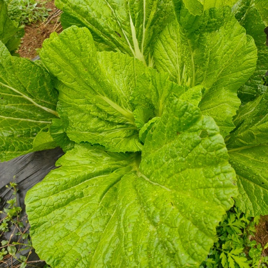 织金县芥菜 贵州青菜上市，基地发货。