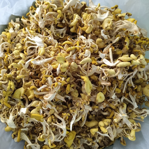 大化县 精选鸡油菌 质量上乘 品质保证