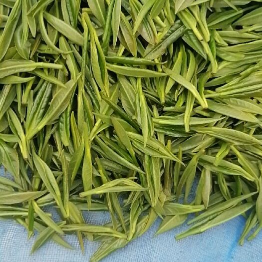 保靖县 保靖黄金茶2号茶鲜叶到成品