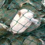 黎川县甲鱼苗 甲鱼外塘鳖小规格养殖专用成活率高长速快品质高