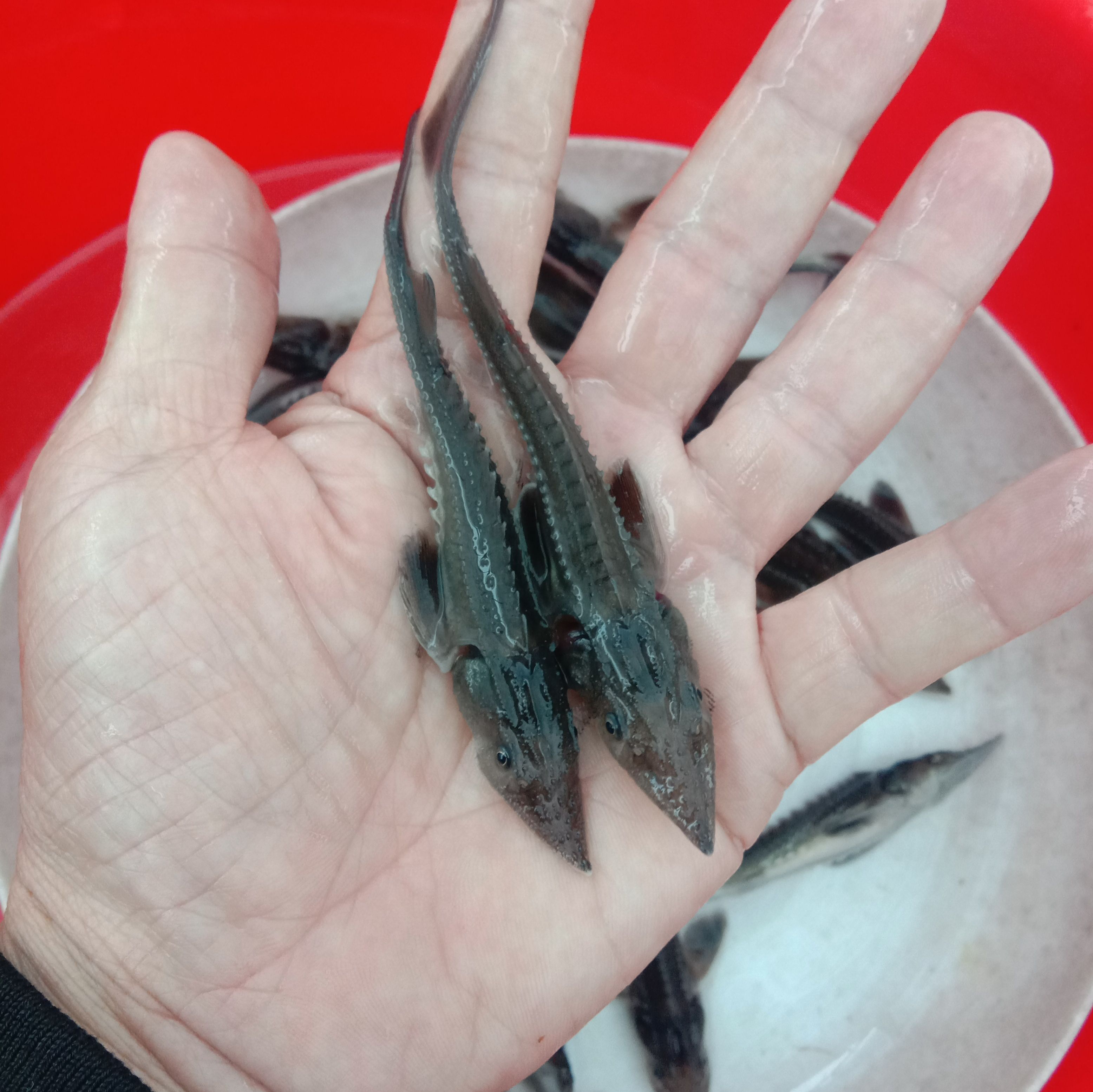 鲟龙鱼苗 鲟鱼、鲟龙鱼以偏内食鱼仔及饲料养殖！
