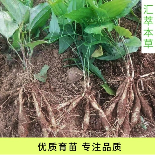 金秀县广西红花百部药苗木  纯正百部种植苗  红花百部苗木现货批