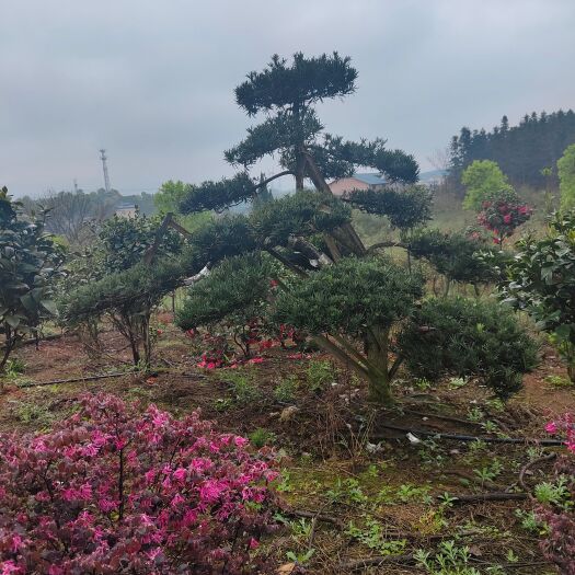 郴州 造型罗汉松