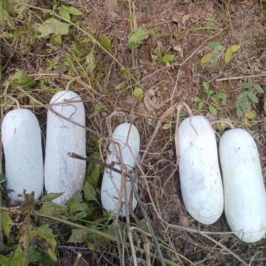 思茅白皮冬瓜 云南香冬瓜，落地瓜。喜欢的老板可以下单