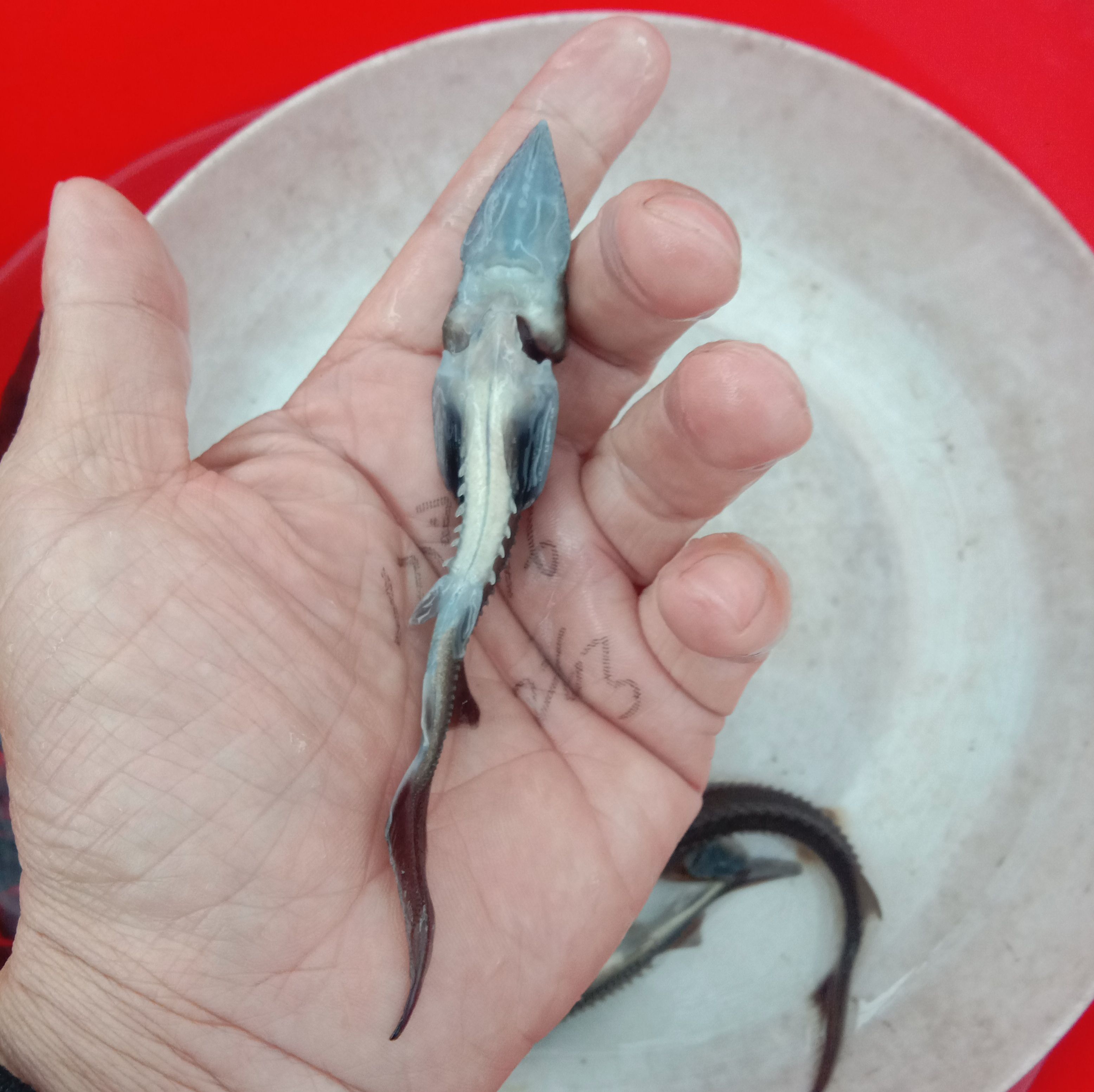 鲟龙鱼苗 鲟鱼、鲟龙鱼以偏内食鱼仔及饲料养殖！