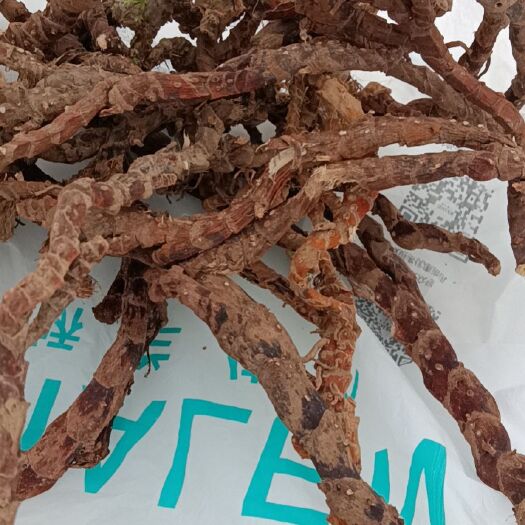万载县中药材菖蒲 茴香菖蒲