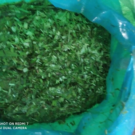 融水县 新鲜甘蔗尾青贮草料供应