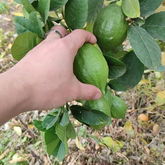 广州 广东香水柠檬苗
