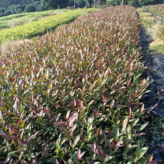 雅安紫鹃茶树苗 紫鹃.龙井黄茶苗
