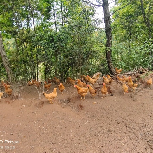 宁都县 衡阳土鸡