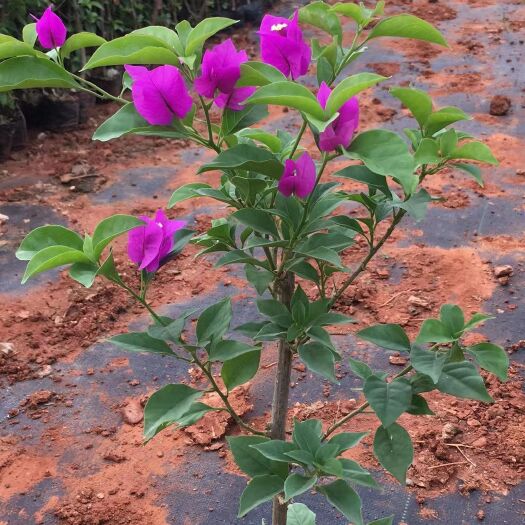 昆明紫花三角梅 云南三角梅  重瓣叶子花基地直销规格齐全欢迎各界