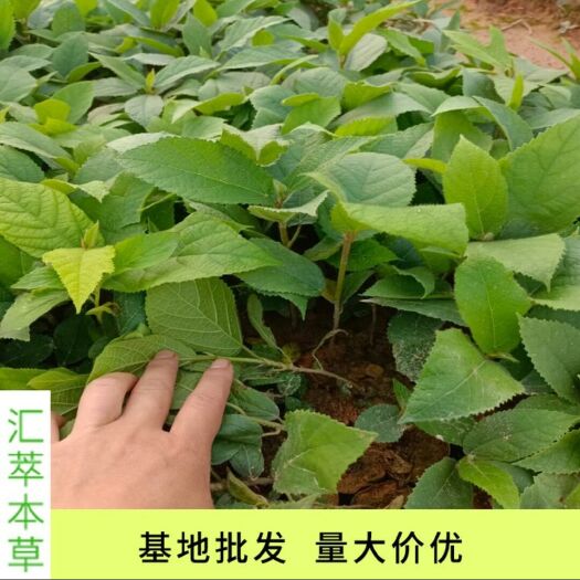 金秀县五指毛桃苗 广西五指毛桃种植苗木中药苗  五指毛桃苗现货批
