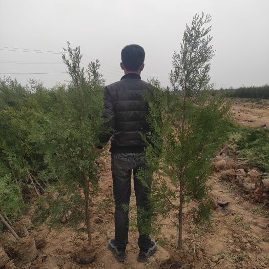 合阳县圆枝侧柏 侧柏