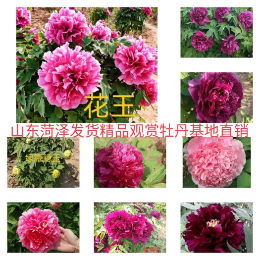 菏泽牡丹苗  精品观赏牡丹 . 多层花.保品种保成活 现要现挖