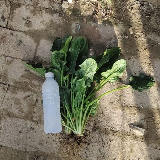 巨野县 基地菠菜