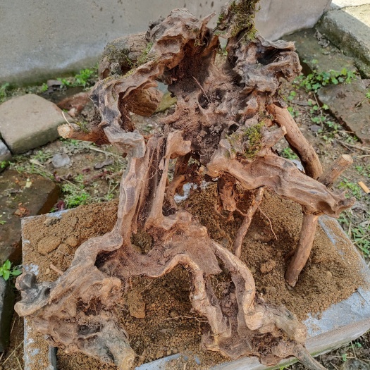 南召县黄荆桩 黄荆镂空老桩